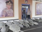 Polda Bali Gagalkan Penyelundupan 22 Penyu Hijau di Pulau Serangan