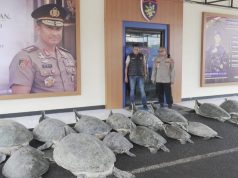 Polda Bali Gagalkan Penyelundupan 22 Penyu Hijau di Pulau Serangan